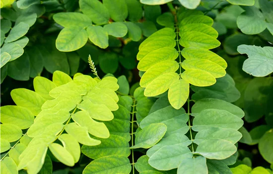 Robinia pseudoacazia "Umbraculifera" Robinia pseudoacazia "Umbraculifera"