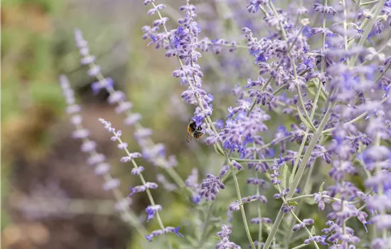 Perovskia abrotanoides Halbzwerg Nr. 9