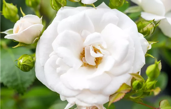 Flächenrose "Aspirin" (R)