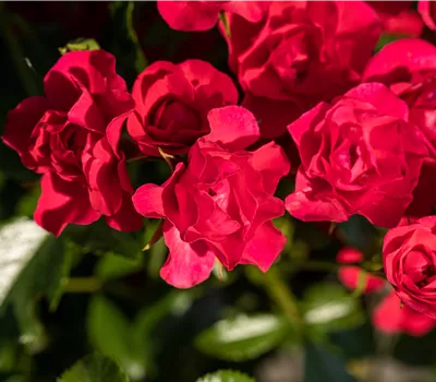 Flächenrose "Gärtnerfreude"(R)(S) Flächenrose "Gärtnerfreude"(R)(S)