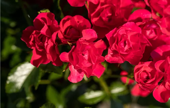 Flächenrose "Gärtnerfreude"(R)(S) Flächenrose "Gärtnerfreude"(R)(S)