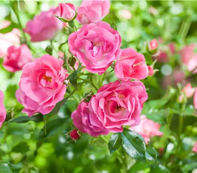 Flächenrose "Palmengarten Frankfurt" (R)
