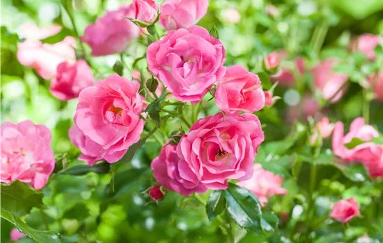Flächenrose "Palmengarten Frankfurt" (R)