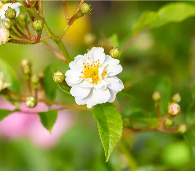 Rosa multiflora Rosa multiflora