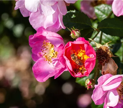 Rosa rubiginosa Rosa rubiginosa