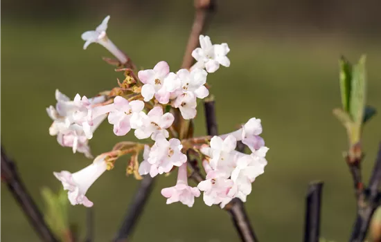 Viburnum bodnantense "Charl. Lamont" Viburnum bodnantense "Charl. Lamont"