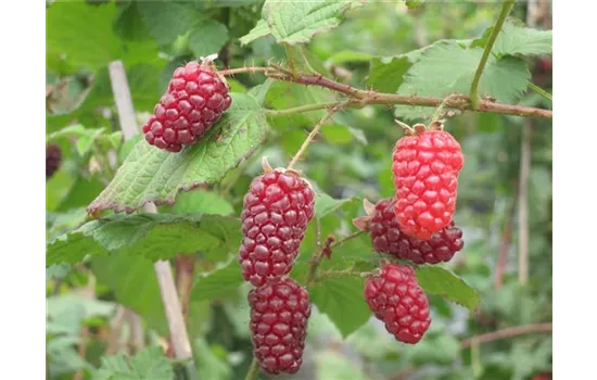 Rubus frutic. idaeus "Tayberry" Original Rubus frutic. idaeus "Tayberry" Original