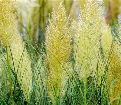 Cortaderia selloana "Compacta" Cortaderia selloana "Compacta"