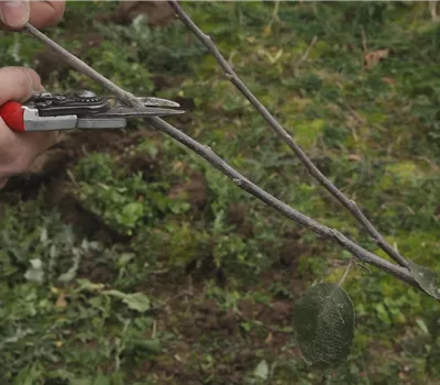 Apfelbaum - Pflanzschnitt Apfelbaum - Pflanzschnitt