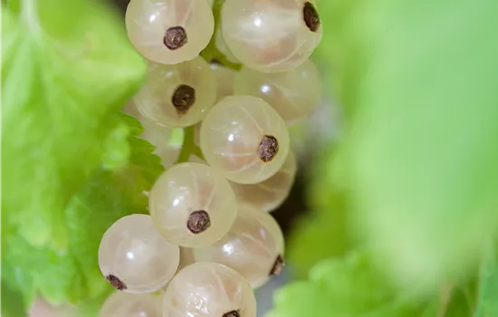 Ribes sativa Johannisbeere "Weiße Versailler" Ribes sativa Johannisbeere "Weiße Versailler"