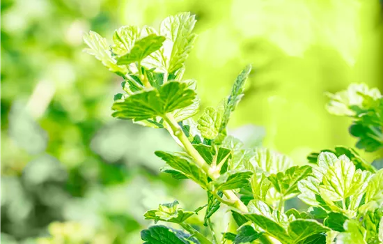 Ribes uva-crispa Stachelbeere "Resistenta" Ribes uva-crispa Stachelbeere "Resistenta"