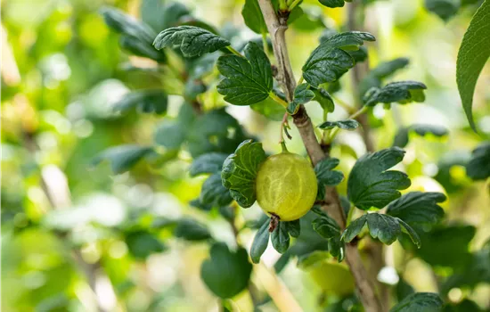 Ribes uva-crispa Stachelbeere "Tatjana" Ribes uva-crispa Stachelbeere "Tatjana"