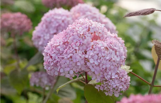 Hydrangea arbo. Candybelle(R) Bubblegum" Hydrangea arbo. Candybelle(R) Bubblegum"