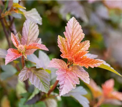 Physocarpus opulifolius "Lady in Red" (R)(S)