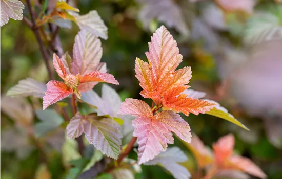 Physocarpus opulifolius "Lady in Red" (R)(S)