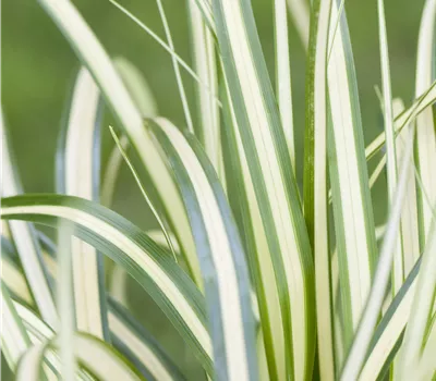 Carex oshimensis "Evergold" Carex oshimensis "Evergold"