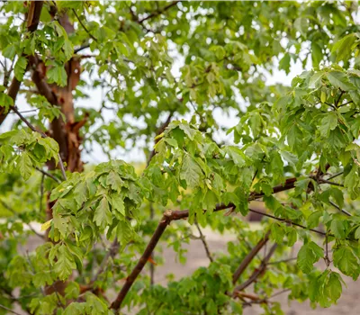 Acer griseum Acer griseum