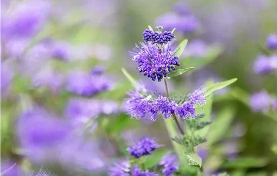 Caryopteris cland. "Dark Knight"