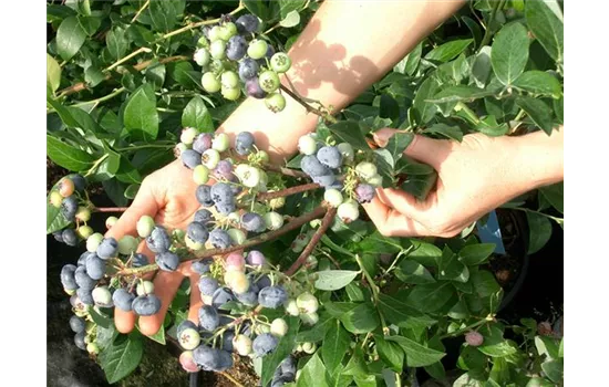 Vaccinium corymb. Heidelbeere "Elliot"