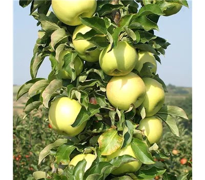 Malus domestica Säulenapfel "Goldcats" (R)
