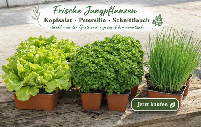 Homepage Jungpflanzen.PNG