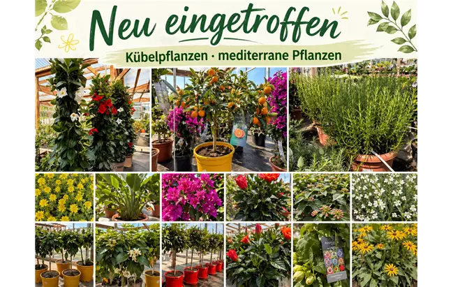 Kübelundmediterrane Pflanzen.png