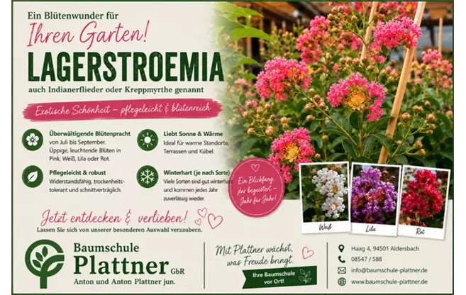 Lagerstroemia.PNG