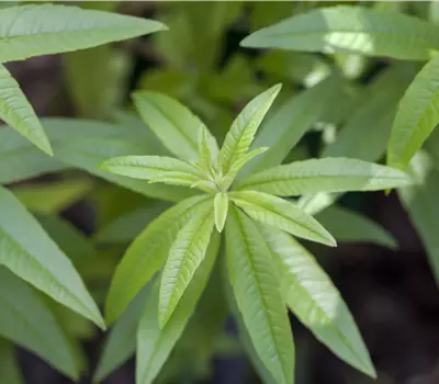 Aloysia triphylla/ Lippia citrodora