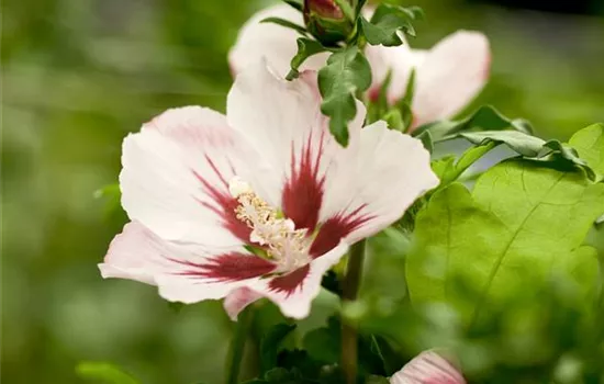 Hibiscus syriacus "Mathilda" Hibiscus syriacus "Mathilda"