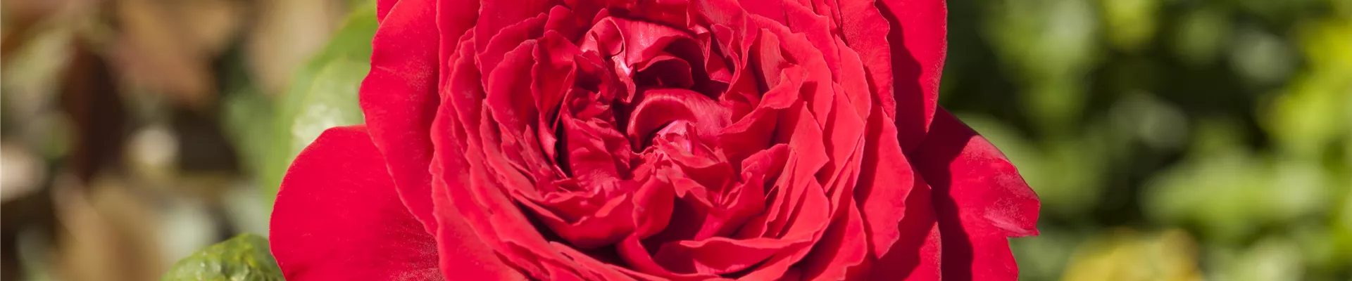 Edelrose, rot Edelrose, rot