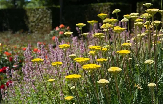 Staudengarten – Gestaltungshinweise und Tipps Staudengarten – Gestaltungshinweise und Tipps