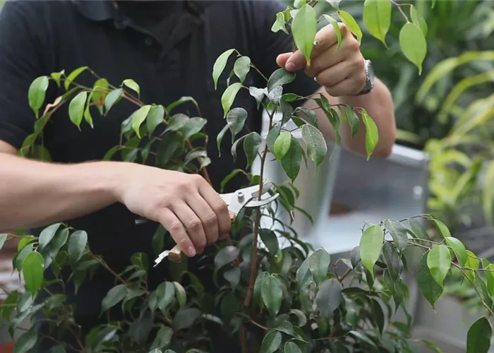 Grüne Zimmerpflanzen - Zurückschneiden und Pflegen Grüne Zimmerpflanzen - Zurückschneiden und Pflegen