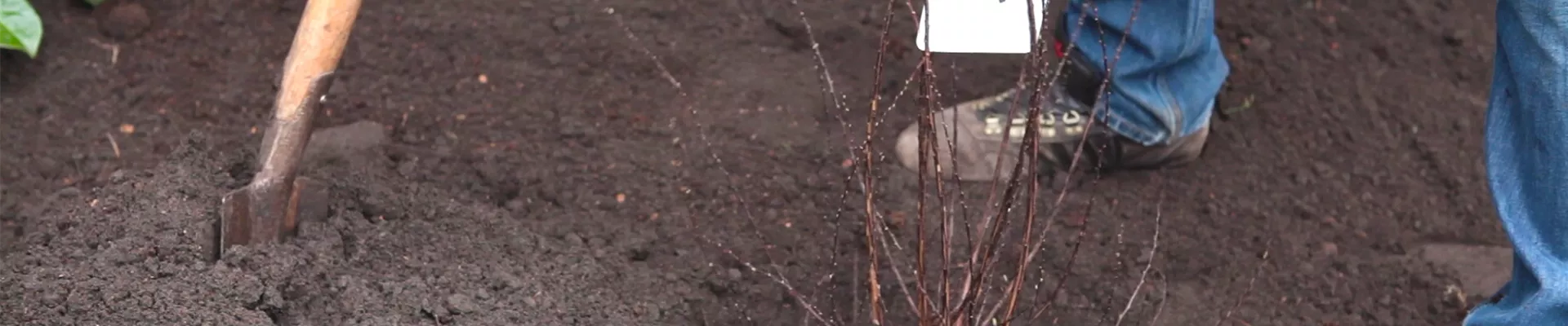 Strauchspiere - Einpflanzen im Garten (thumbnail) Strauchspiere - Einpflanzen im Garten (thumbnail)