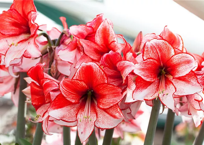 Amaryllis – pflanzen und pflegen im Haus