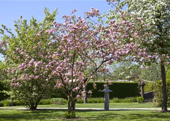 Obstgehölze schneiden - Basis ertragreicher Ernten Obstgehölze schneiden - Basis ertragreicher Ernten