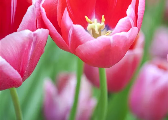 Tulpen pflanzen: Farbe für den Frühling Tulpen pflanzen: Farbe für den Frühling