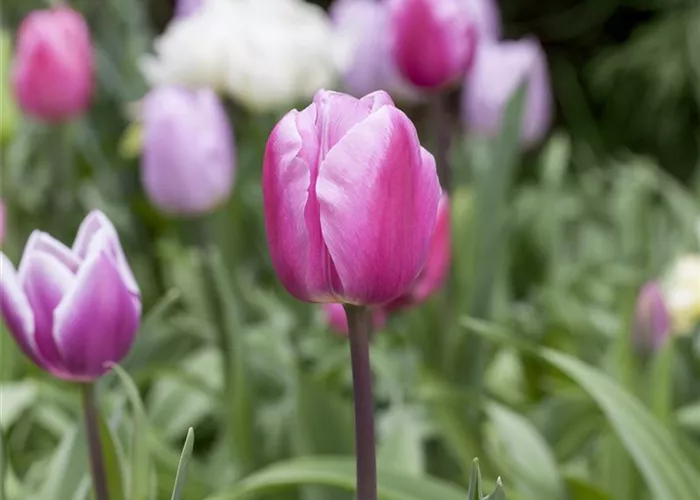 Vergessene Blumenzwiebeln im Frühjahr setzen Vergessene Blumenzwiebeln im Frühjahr setzen