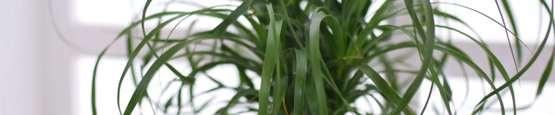 Elefantenfuß - Einpflanzen in ein Gefäß (thumbnail) Elefantenfuß - Einpflanzen in ein Gefäß (thumbnail)