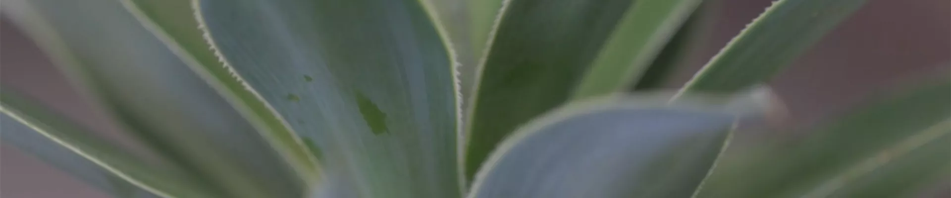 Mangave - Umtopfen (thumbnail) Mangave - Umtopfen (thumbnail)