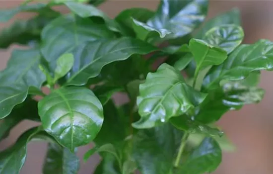 Kaffeepflanze - Umtopfen Kaffeepflanze - Umtopfen