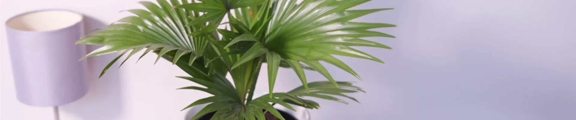 Rundblättrige Livingstonie - Umtopfen (thumbnail) Rundblättrige Livingstonie - Umtopfen (thumbnail)