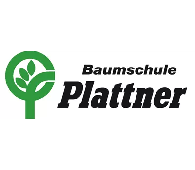 Pennisetum alopecoroides compressum Pennisetum alopecoroides compressum