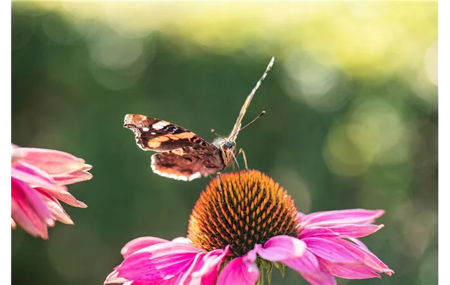 Echinacea purpur