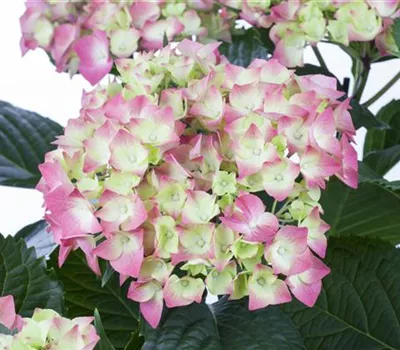 Hydrangea macrophylla "Leuchtfeuer"