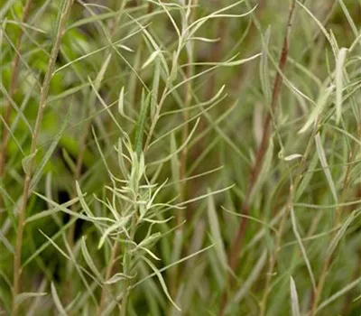 Salix rosmarinifolia