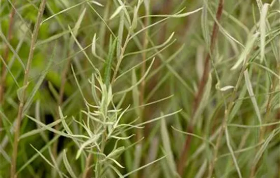Salix rosmarinifolia Salix rosmarinifolia