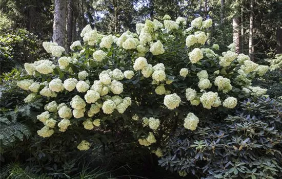 Hydrangea paniculata "Phantom" Hydrangea paniculata "Phantom"