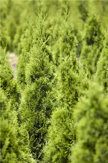 Thuja occidentalis "Smaragd"