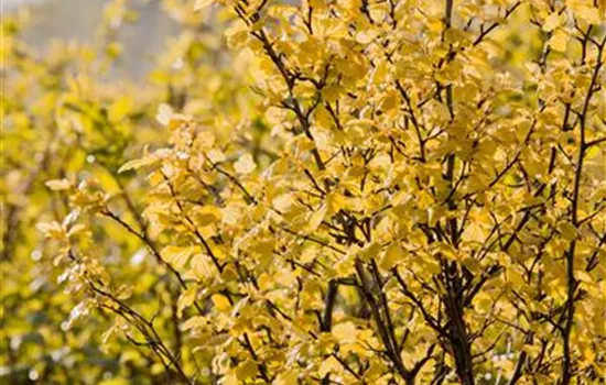 Physocarpus opulifolius "Nugget"