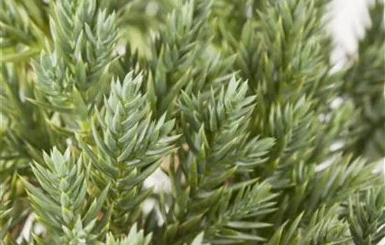 Juniperus squamata "Blue Star" Juniperus squamata "Blue Star"